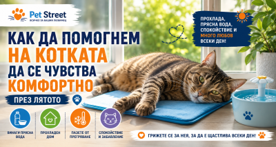 😺 Как да помогнем на котката да се чувства комфортно през лятото?