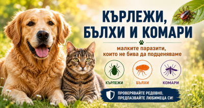 🦟 Кърлежи, бълхи и комари – малките паразити, които не бива да подценяваме
