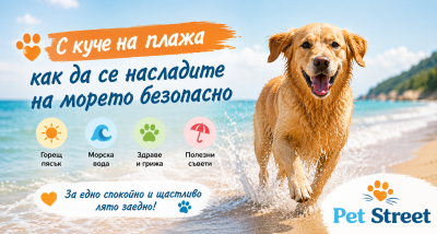 🏖️ С куче на плажа – как да се насладите на морето безопасно