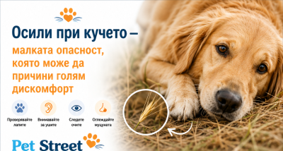 🌾 Осили при кучето – малката опасност, която може да причини голям дискомфорт