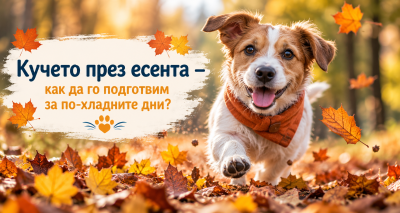 🍂 Кучето през есента – как да го подготвим за по-хладните дни?