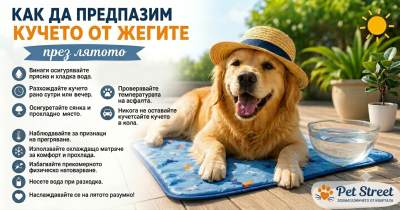 Как да предпазим кучето от жегите през лятото – 10 полезни съвета