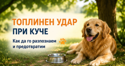 Може ли кучето да получи топлинен удар? Признаци и първа помощ