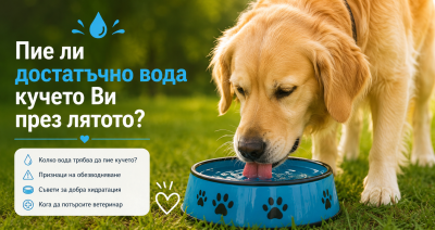Пие ли достатъчно вода кучето Ви през лятото?