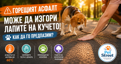 🔥 Горещият асфалт може да изгори лапите на кучето – как да го предпазим?