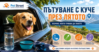 🚗 Пътуване с куче през лятото – всичко, което трябва да знаете