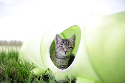 Kerbl - Cat Tunnel Caterpillar - тунел за котки гъсенца, 30/170 см.