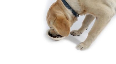 M-pets - Bamboo Pet Bowl - Бамбукова купа за куче или котка 300мл