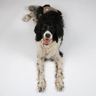 Ebi Dog Pants Brown - Гащички за куче с 3 подложки кафяви XS, S, M, L, XL, XXL