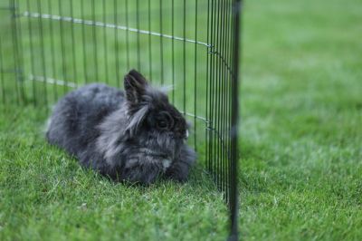 Kerbl - Puppy and Small Animal Pen - Ограда за кучета 8 части 78 / 57 см