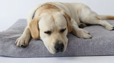 M-Pets - OLERON Mat - Матрак Олерон, тъмно сив  S 80 / 60 см