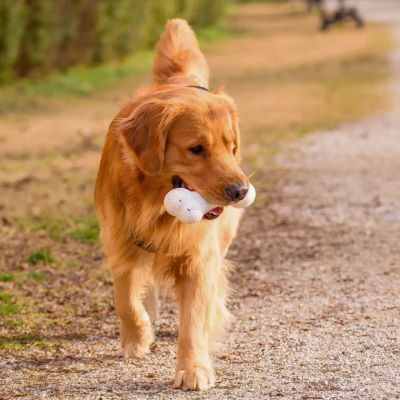 Ferplast CHEWA BOING BONE L - Играчка за кучета кокал