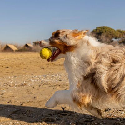 Ferplast CHEWA BOING BALL L - Играчка топка за кучета
