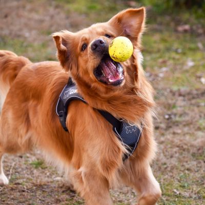 Ferplast CHEWA BOING BALL М - Играчка топка за кучета черна